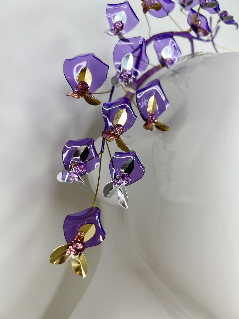 Wisteria Wonder