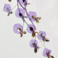 Wisteria Wonder