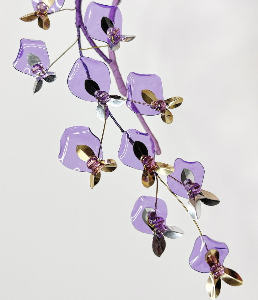 Wisteria Wonder